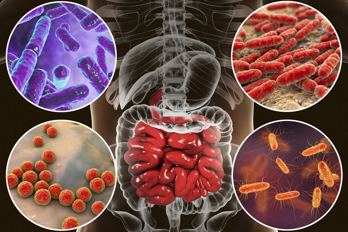 The Human Microbiome: Bacteria's Role In Daily Health