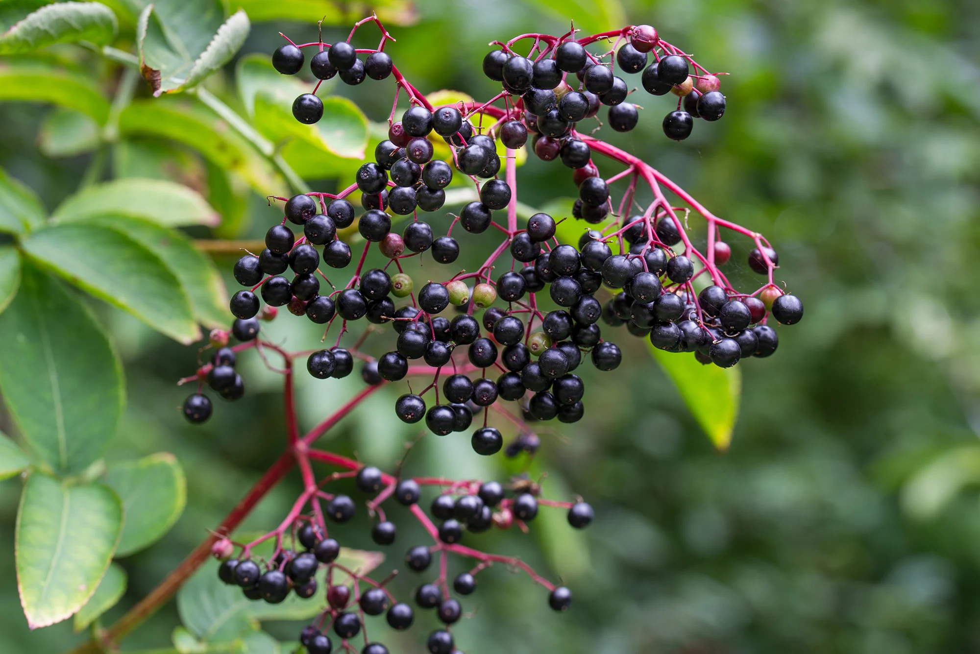 Spotlight On Elderberry - The Powerful Purple Berry